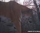 Amur Tiger