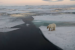 Polar bear (Ursus maritimus) / ©: Steve Morello / WWF-Canon / ©: Steve Morello / WWF-Canon