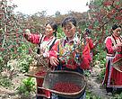 WWF volunteers help promoting the sustainably grown and harvested  Sichuan Peppers in Carrefour.