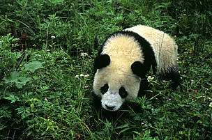 Young panda approaching through the bushes
© Fritz PÖLKING / WWF giant pandas
© Fritz PÖLKING / WWF
