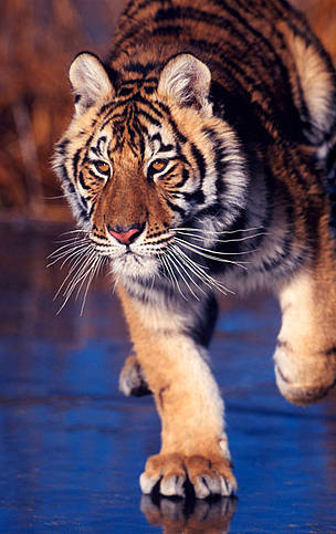 Amur Tiger Hunting in Green White Cotton Grass. Dangerous Animal